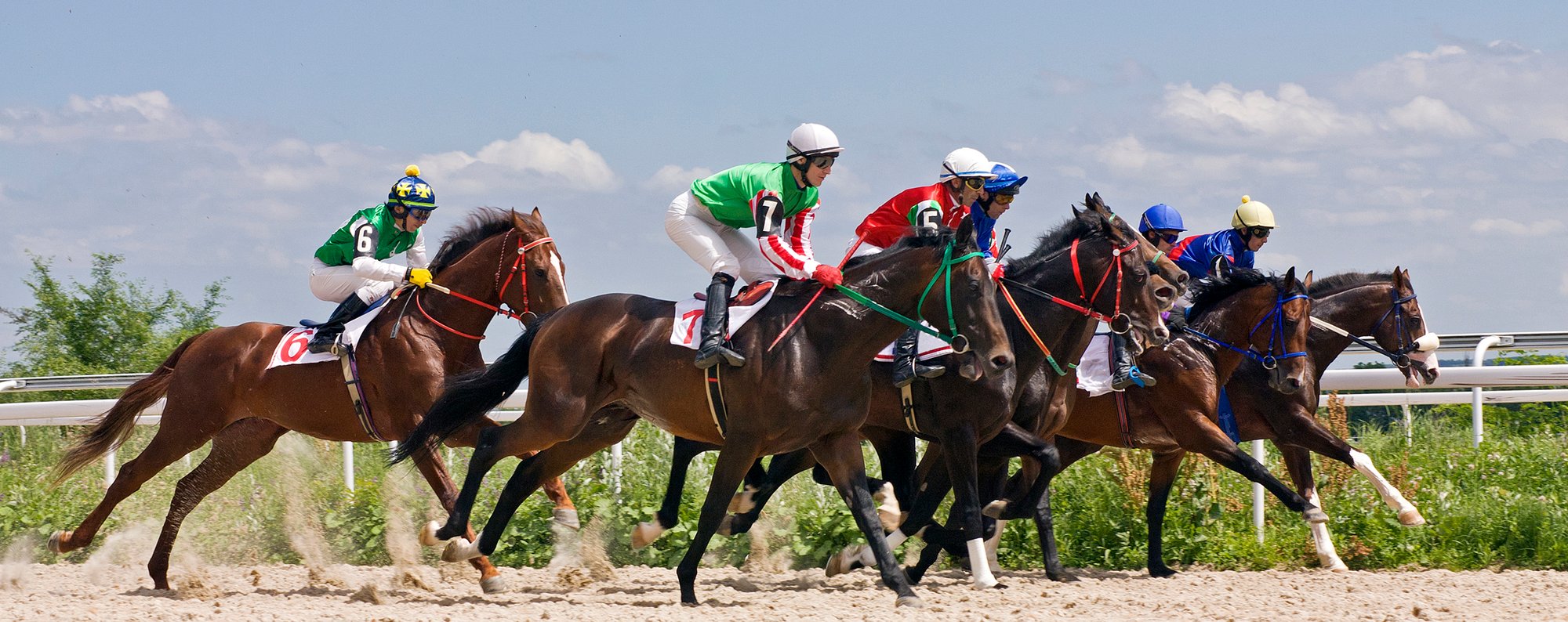 Horses